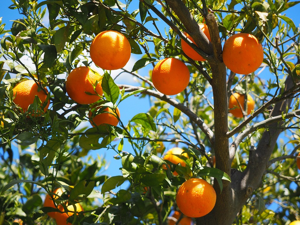 Jardinage : comment prendre soin de son oranger ?